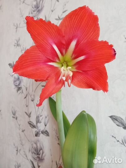 Амариллис