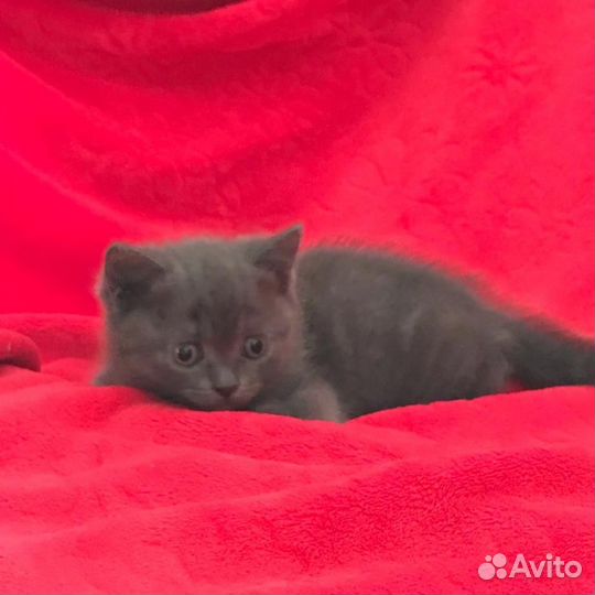 Шотландский котенок