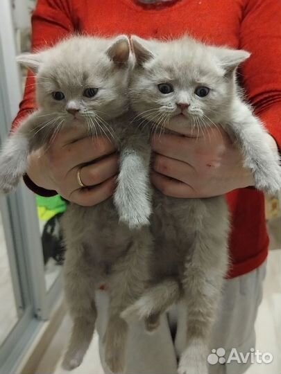 Продаются котята британцы