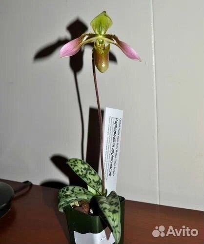 Орхидея Вьетнам: Пафики