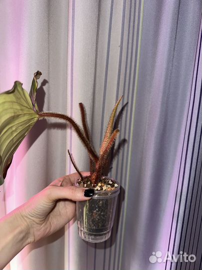 Филодендрон скамиферум серпенс