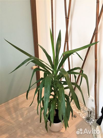 Пионы, ирис бородатый и Пальма Юкка 115 и 131 см