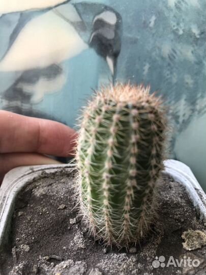 Эхинопсис трубкоцветный кактус