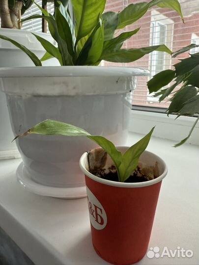 Спатифиллум