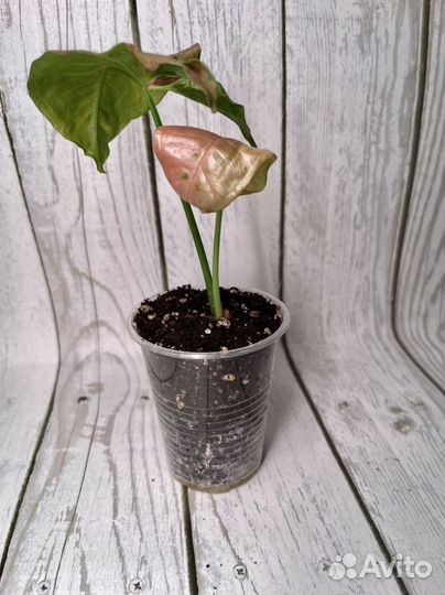 Сингониум Pink Pastel