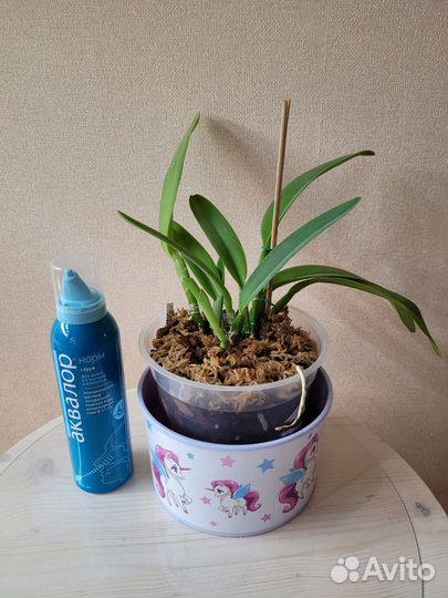 Орхидеи набор