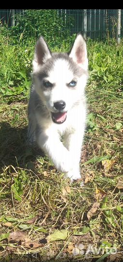 Сибирский хаски