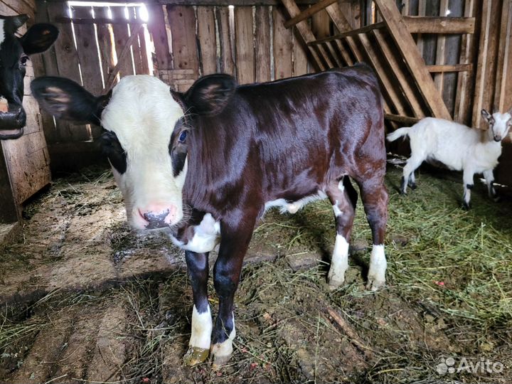 Теленок телка