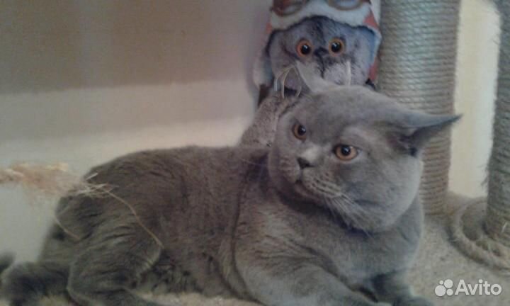 Британский кот на вязку