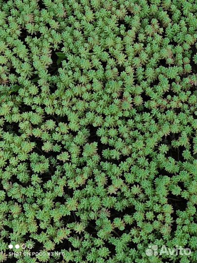 Первоцветы