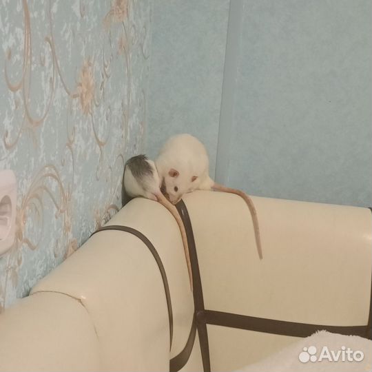 Крыса в добрые руки