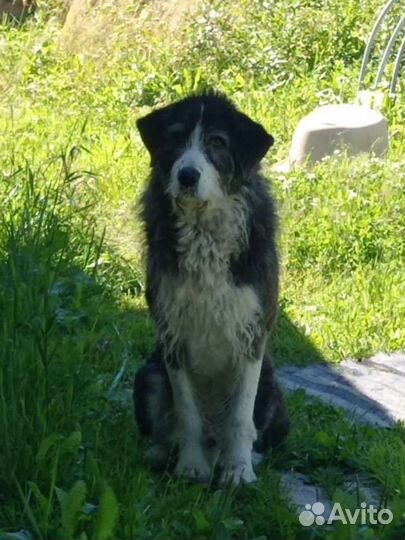 Хотим Домой, одна девочка