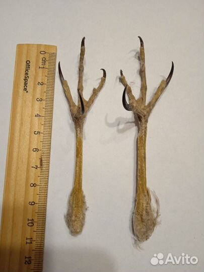 Когти ястреба высушенные