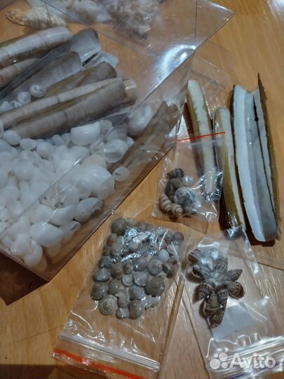 Ракушки тропических и северных морей