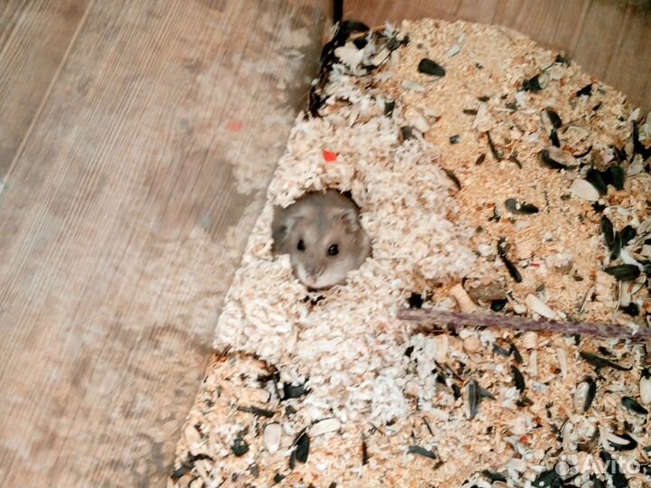 Сирийский хомяк джунгарский хомяк