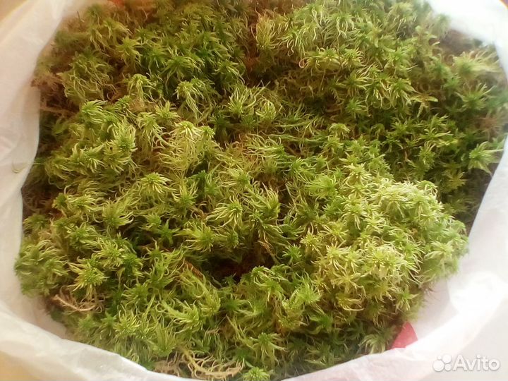 Мох сфагнум