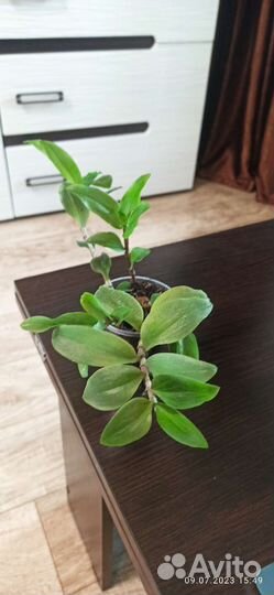 Традесканция зеленая