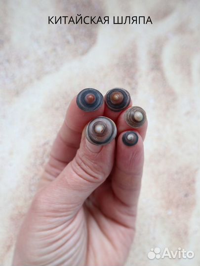 Морские ракушки для творчества