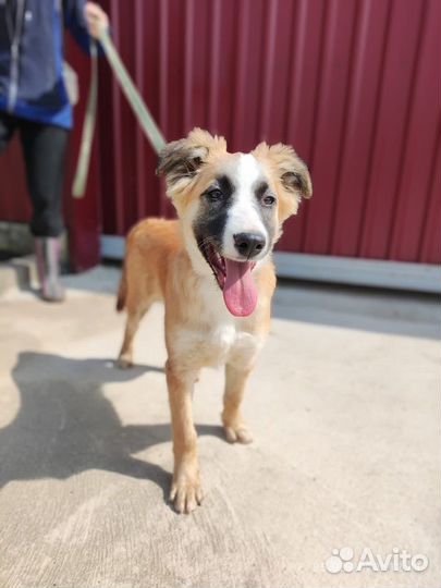 Щенок в добрые руки