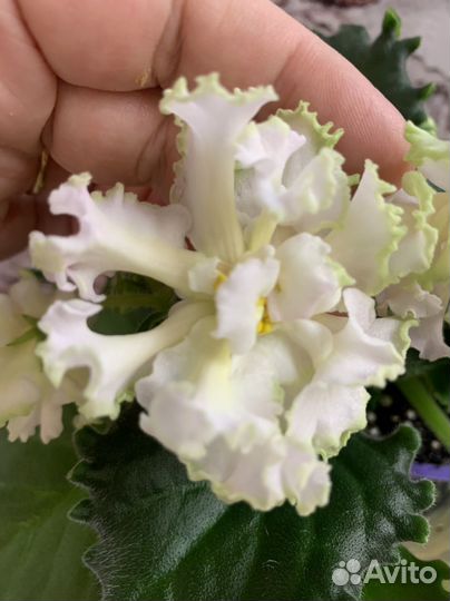 Фиалка детки