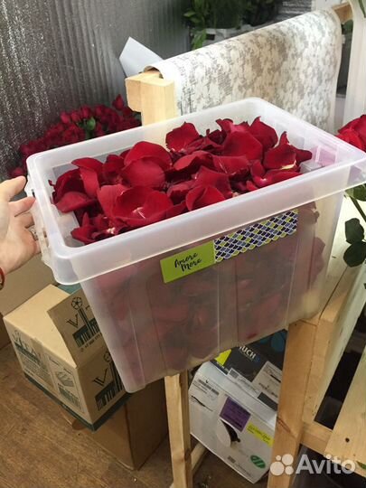 Розы лепестки бесплатно