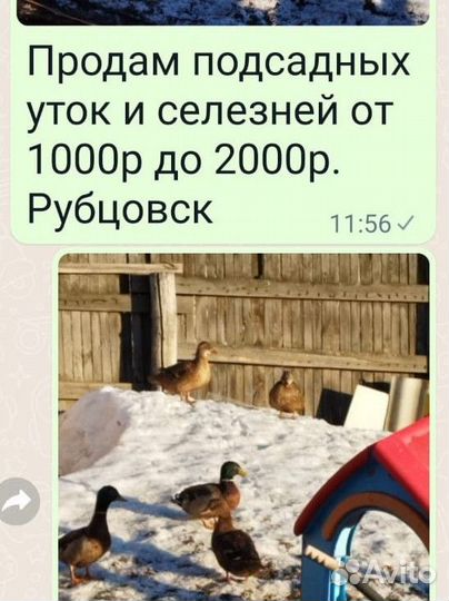 Подсадные утки и селезни