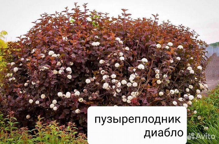 Саженцы пузыреплодник