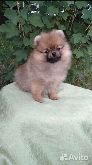 Мини девочки