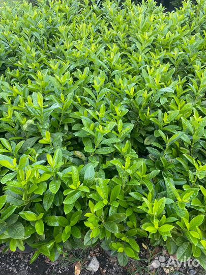 Перегной крс,чернозем отличный газель,ЗИЛ 6Т,камаз