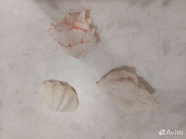 Морские ракушки раковины