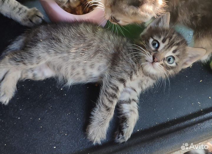 Котенок-девочка полосатая
