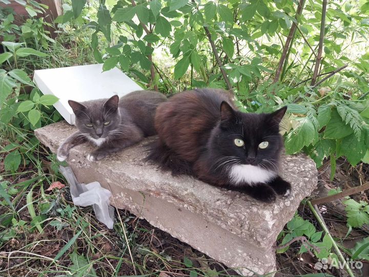 Кошки в добрые руки