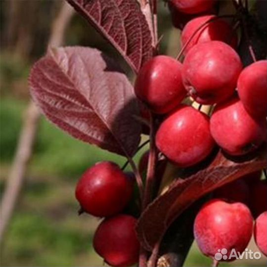 Саженцы яблоня китайка Райские Яблоки