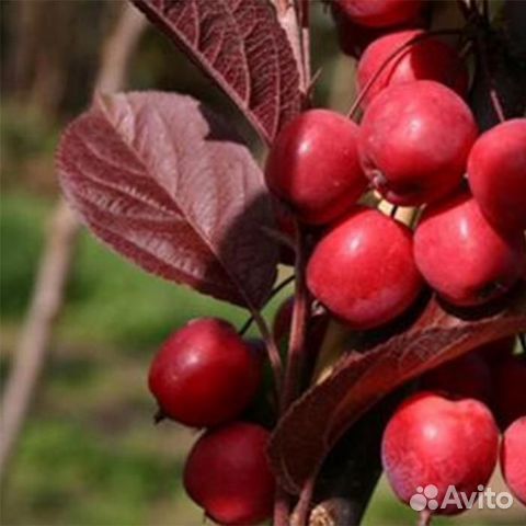 Саженцы яблоня китайка Райские Яблоки