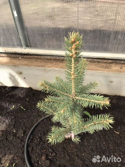 Продается Ель голубая Глобоза