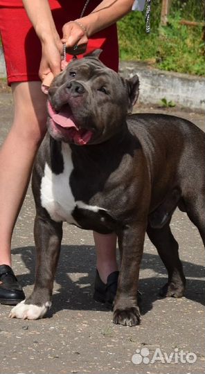 Вязка под щенка. Американский булли