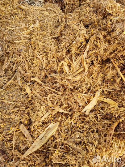 Силос кукурузный