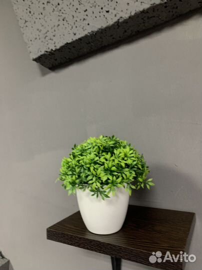 Комнатные цветы шефлера