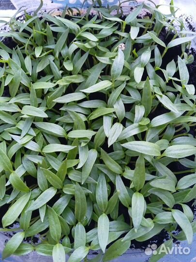 Перцы, огурцы, арбуз, дыня, чеснок