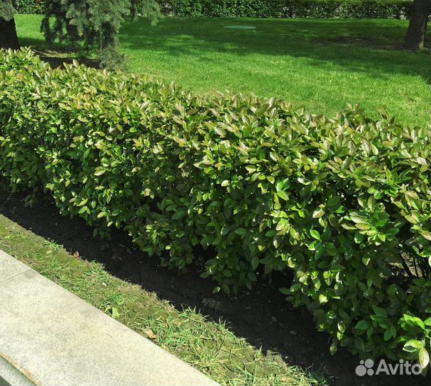 Кизильник блестящий