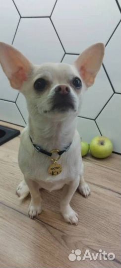 Адресники для питомцев