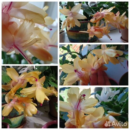 Декабрист/Рипсалидопсис