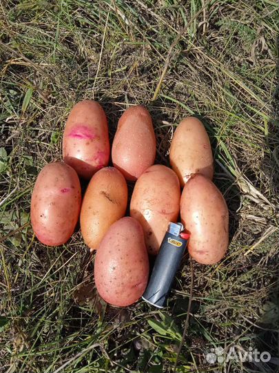 Семенной картофель Палац