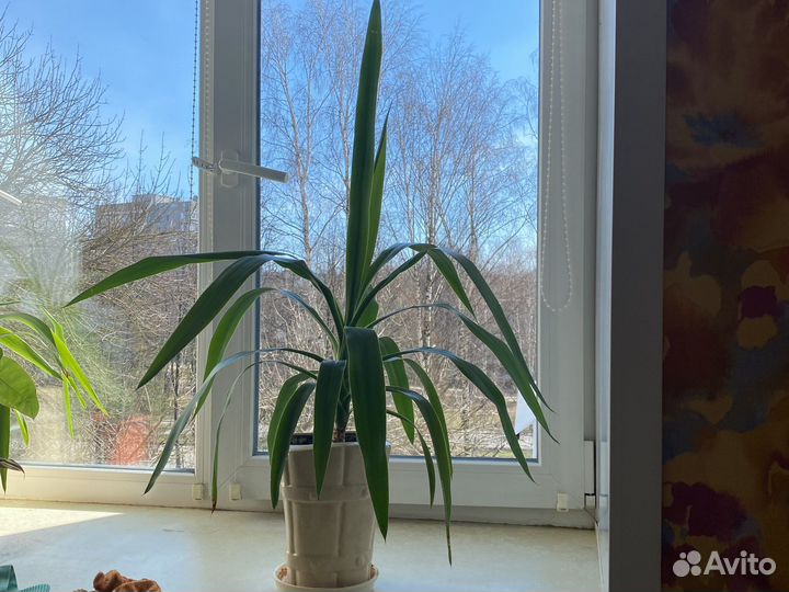 Пальма юкка