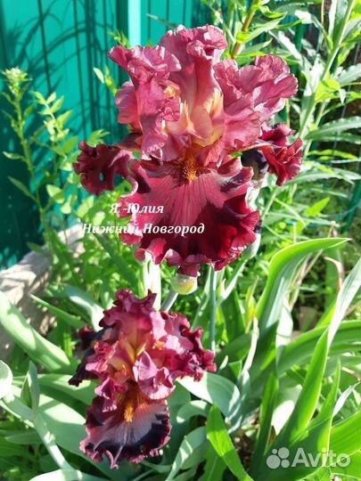 Ирисы французской селекции Cayeux (часть 1)