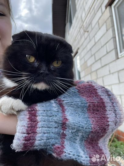 Кот в добрые руки