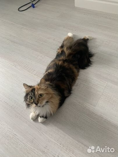 Кошечка в добрые руки