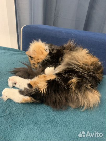 Кошечка в добрые руки