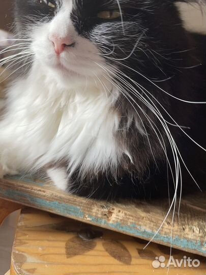 Отдам бесплатно кота