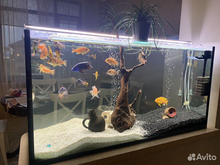 Аквариум